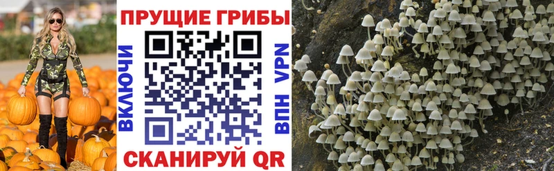 Галлюциногенные грибы Psilocybe  Старый Оскол 